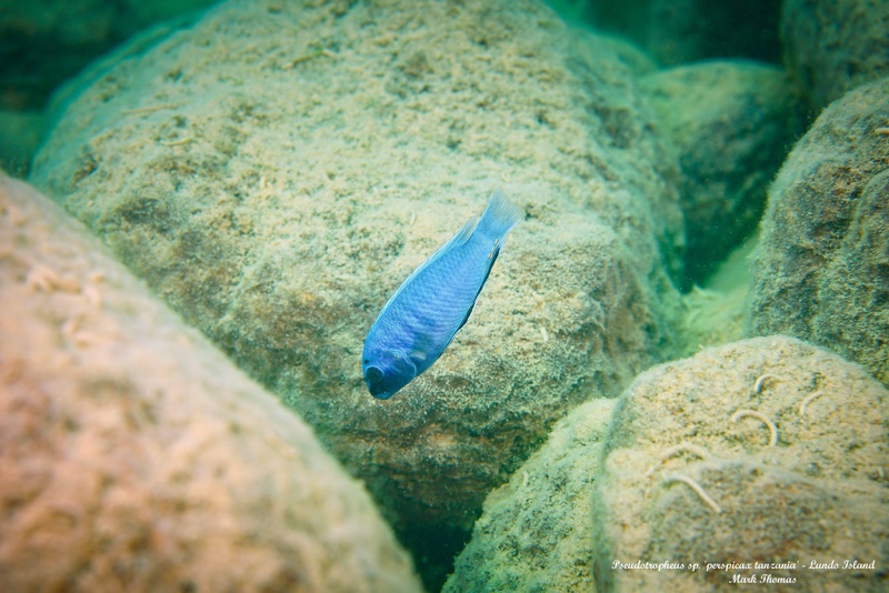 Pseudotropheus sp. 'perspicax tanzania' Lundo Island